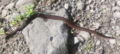 Atractus