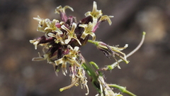 Caulanthus heterophyllus