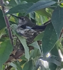 Calypte anna