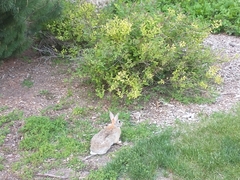 Sylvilagus
