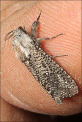 Endoxyla amphiplecta