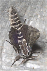 Endoxyla amphiplecta