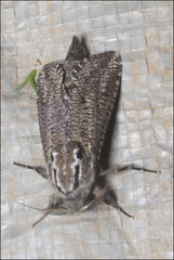 Endoxyla amphiplecta