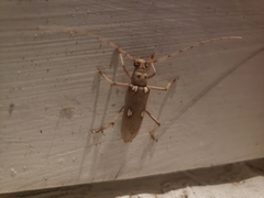 Eburia quadrigeminata