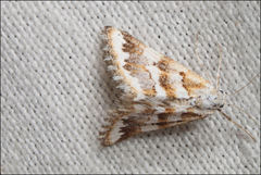 Anomocentris trissodesma