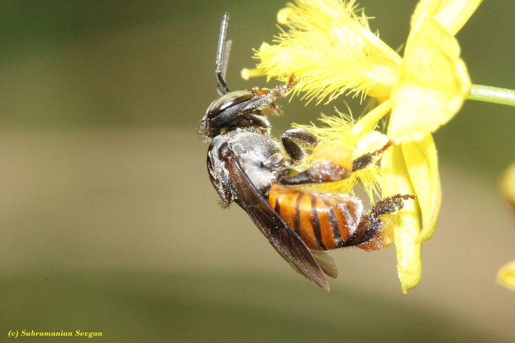 Axestotrigona