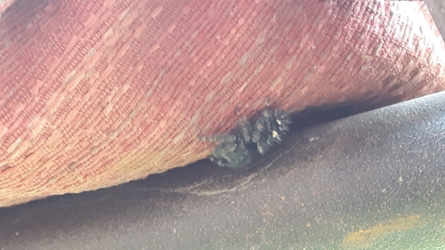 Bold Jumping Spider photographed in Montana