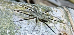 Pardosa sumatrana