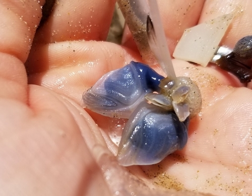 photo of Buoy Barnacle (Dosima fascicularis)