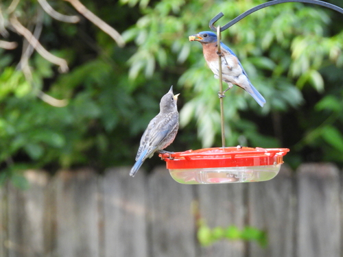 Eastern Bluebird photographed in Louisiana