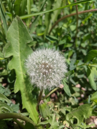 Image of Taraxacum mongolicum by (c) shizhao, some rights reserved (CC BY-SA)