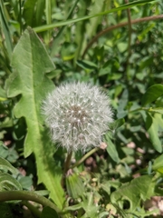 Taraxacum mongolicum