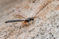 Rhyssella nitida