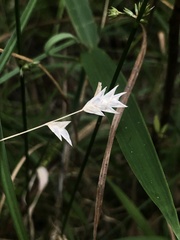 Chasmanthium nitidum