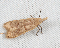 Dichomeris punctidiscellus