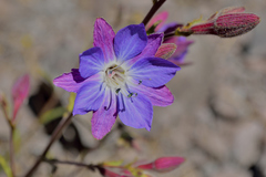 Malesherbia linearifolia