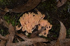 Ramaria samuelsii