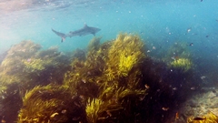 Carcharhinus obscurus