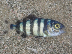 Naucrates ductor