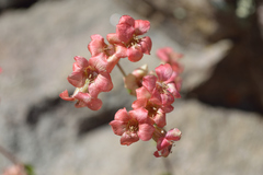 Viviania marifolia