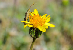 Haplopappus integerrimus