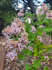 Syringa meyeri