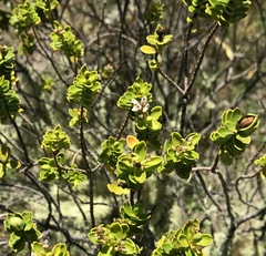 Veronica brachysiphon