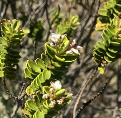 Veronica brachysiphon