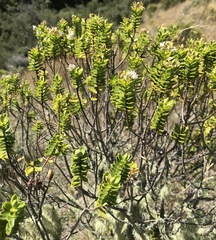 Veronica brachysiphon