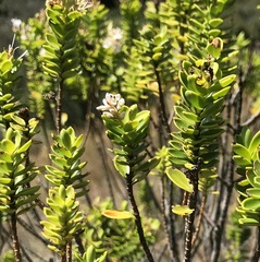 Veronica brachysiphon