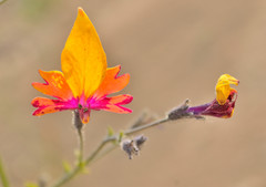 Schizanthus coccineus