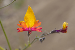 Schizanthus coccineus