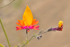 Schizanthus coccineus