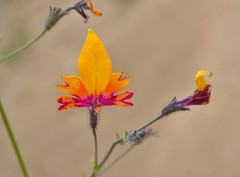 Schizanthus coccineus