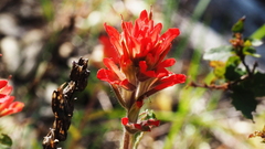 Castilleja martini martini