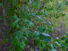 Zanthoxylum mazatlanum