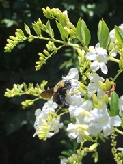 Bombus steindachneri