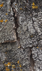 Hyperphyscia syncolla