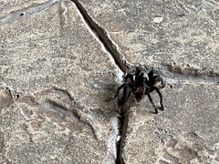 Tliltocatl epicureanus