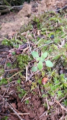 Collomia heterophylla