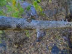 Zanthoxylum mazatlanum