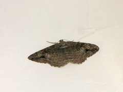 Alcis deversata