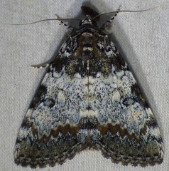 Catocala connubialis