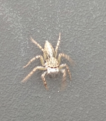 Spartaeinae