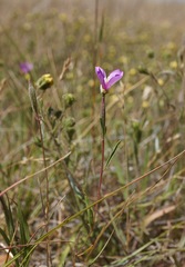 Clarkia gracilis gracilis