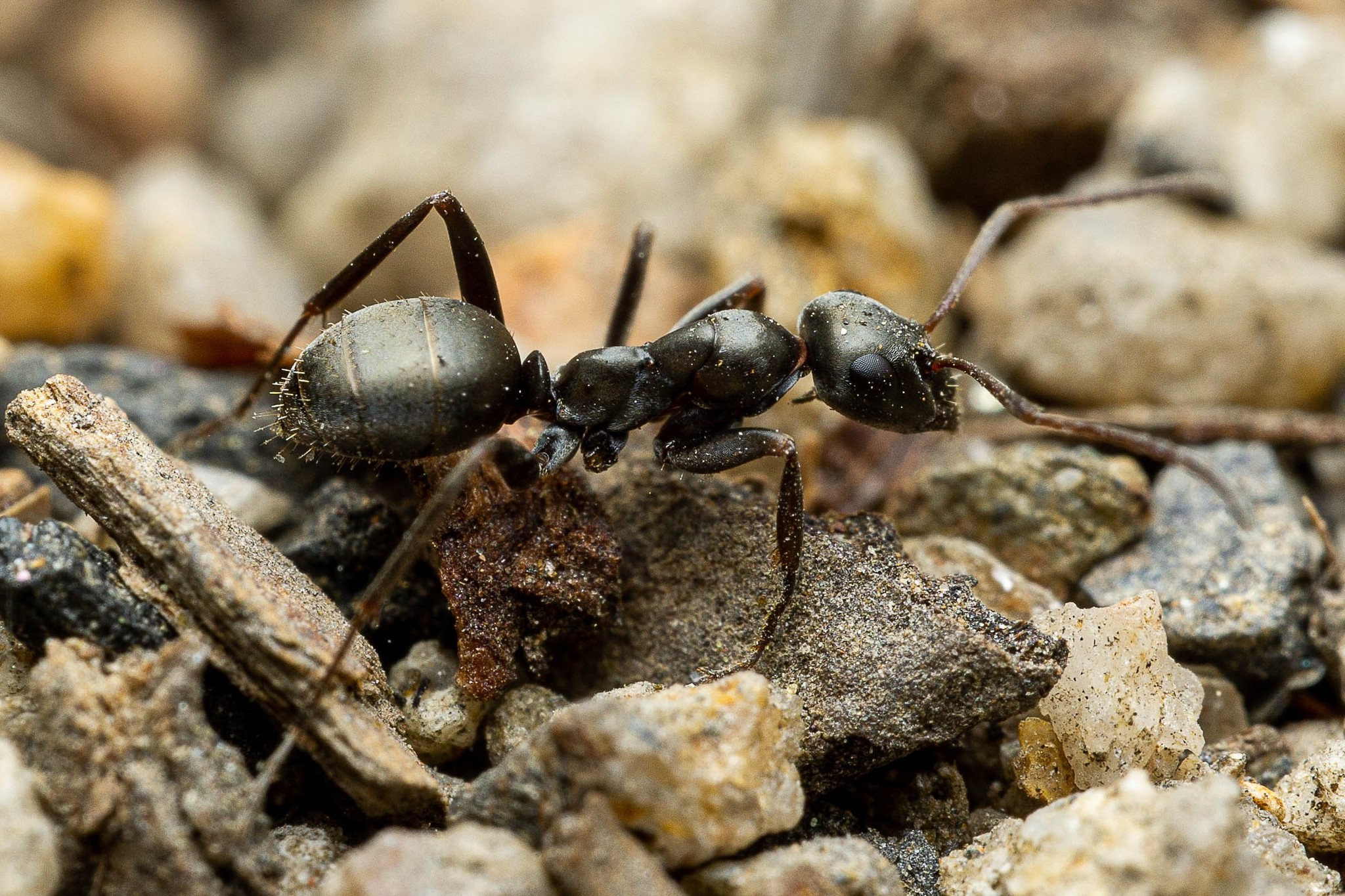 Formica occulta