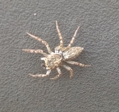 Spartaeinae