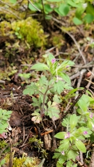 Collomia heterophylla