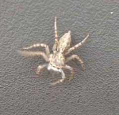 Spartaeinae