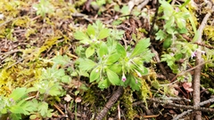 Collomia heterophylla